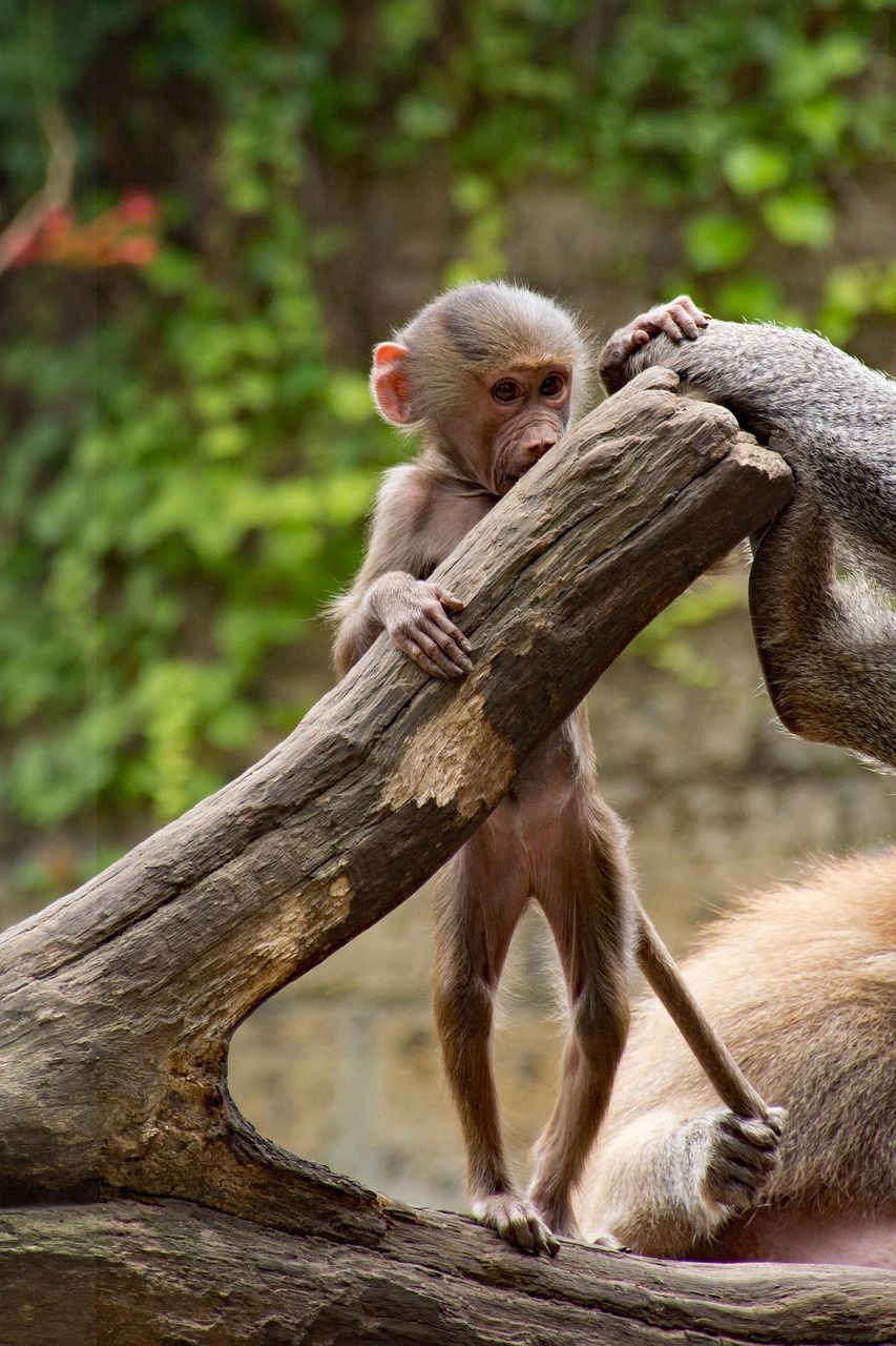entdecken sie wichtige meilensteine im babysitting: tipps und ratschläge für sichere und verantwortungsvolle betreuung von kindern jeden alters.