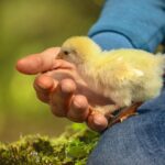 entdecken sie die wichtigsten meilensteine im babysitting, um die betreuung von kindern sicher und vertrauensvoll zu gestalten.